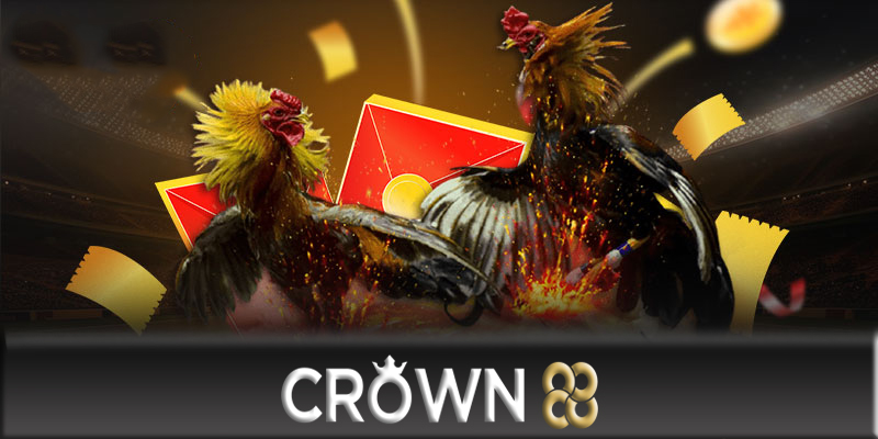 Đá gà Crown88 - Cách đặt cược thông minh tại đá gà Crown88